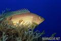 foto de buceo
