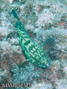 foto de buceo