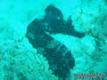 foto de buceo