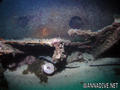 foto de buceo