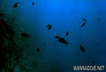 foto de buceo