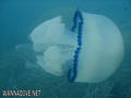 foto de buceo