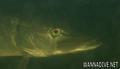 foto de buceo