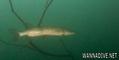 foto de buceo