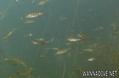 foto de buceo