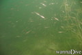 foto de buceo