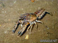 foto de buceo