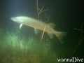 foto de buceo