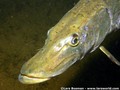 foto de buceo