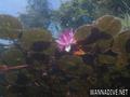 foto de buceo