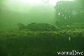foto de buceo