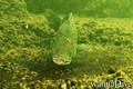 foto de buceo