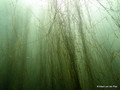 foto de buceo