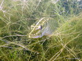 foto de buceo