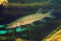 foto de buceo