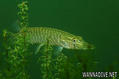 foto de buceo