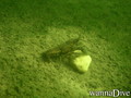 foto de buceo