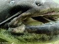 foto de buceo