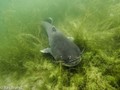 foto de buceo