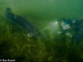 foto de buceo