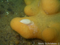 foto de buceo