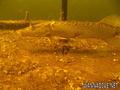 foto de buceo