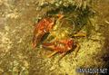 foto de buceo