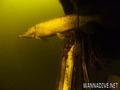 foto de buceo