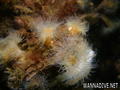 foto de buceo