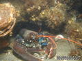 foto de buceo
