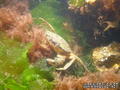 foto de buceo