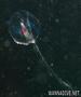 foto de buceo