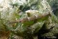 foto de buceo