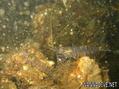 foto de buceo