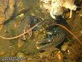 foto de buceo