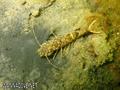foto de buceo
