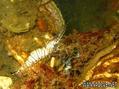 foto de buceo