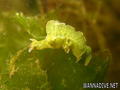 foto de buceo