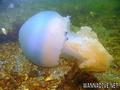 foto de buceo