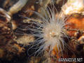 foto de buceo