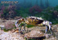 foto de buceo