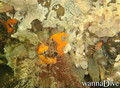 foto de buceo