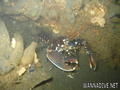 foto de buceo