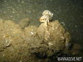 foto de buceo