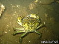 foto de buceo