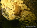 foto de buceo