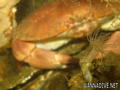 foto de buceo