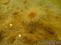 foto de buceo