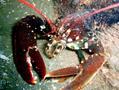 foto de buceo