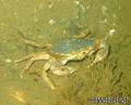 foto de buceo